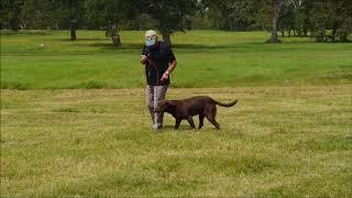 New Way to Teach Heeling with Bill Hillmann and Watermark's Flying Cloud MH