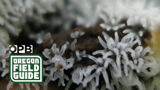 Slime molds are gorgeous (you just never knew it!) | Oregon Field Guide