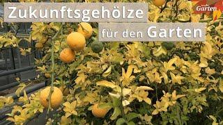 Klimakrise: Diese Gehölze trotzen der Trockenheit | MDR Garten