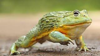 Meet the Giant African Bull Frog: Nature's Ultimate Survivor