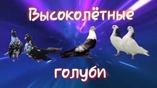 Обзор 10 пород высоколётных голубей. Часть 2