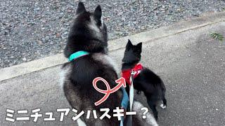 自分の事を小型犬だと思い込むハスキーと、大型犬だと思い込む本物の小型犬が可愛すぎました