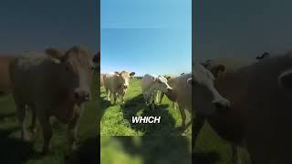 VR for increasing milk production