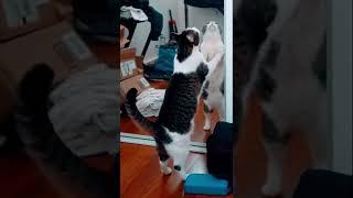 CAT Trouble #shorts #cats #catvideos #catlover #doctorstrange #gatos