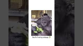 Day 8 @Dailymonkey-p6l #monkey #cabbage #memesdaily