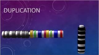 DUPLICATION CHROMOSOMES