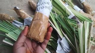 வெட்டிவேர் நாற்றுகள் விற்பனை| Vettiver plant for sale | Today orders packing and dispatch