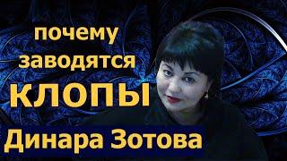 Почему заводятся клопы