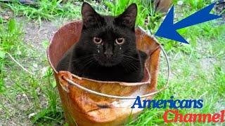 Scared Cat Protects Bucket For Days, Cop Cries After Looking Inside