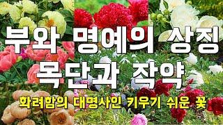  전국 최저가  좋은 품질의 목단과 작약 판매농장 - peony & tree peony