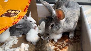 The mother rabbit is very punctual in breastfeeding every day, and the 11 bunnies can’t be fed