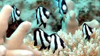 Facts: The Three Stripe Damselfish (Humbug Dascyllus)
