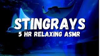 Aquarium sleeping ambience, Stingrays, Fish, Sharks, underwater ASMR, calming and relaxing