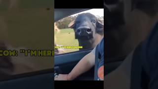 Funny Animals 2024  - Funniest Cats and Dogs video    #shorts