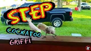 STEP Dance | Griffi Cockatoo