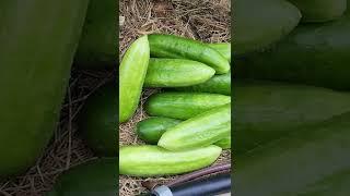 First of many Diva Cucumber  Harvest 2022!   