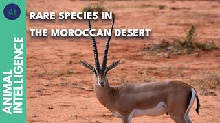 The iconic animals of the Souss-Massa National Park | AI