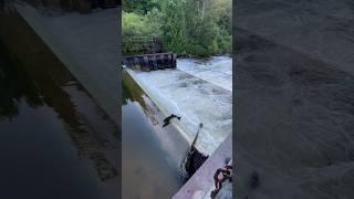 Video from the Salmon run #salmon #shorts #fishing