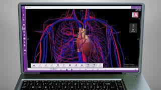 Discover Athena Hub, the best interactive platform for anatomical study!