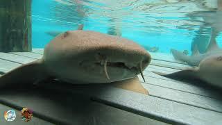 Sharks4Kids: Nurse Sharks