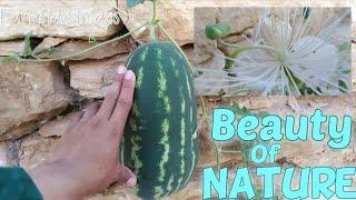 Big Wild Watermelon And Wild White Flower... [ FarmHand Bans ]