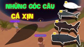 (Play Together) Những góc câu Lỗi lên toàn Cá Xịn Vương Miện