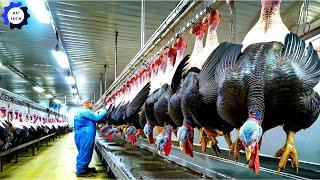 How Millions of Turkeys Are Raised & Harvested, Processed in Factory  | Agriculture Technology