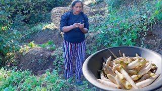 sarmila collecting radish from farm field to make pickle || village natural lifestyle @bhumicooking