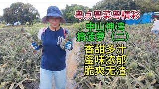 粤点粤菜粤精彩，中山神湾摘菠萝（二），香甜多汁，蜜味浓郁，脆爽无渣，粤语中字幕2025-6-21
