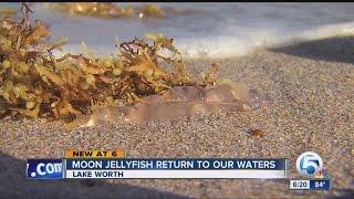 Moon Jellyfish Invasion