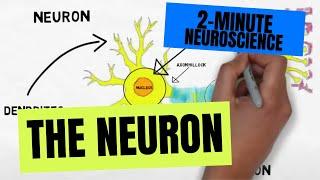 2-Minute Neuroscience: The Neuron