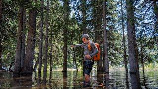 This Flooded Forest is LOADED with Fish! (Fly Fishing for Trout)