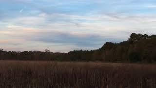 Ducks at Tara Impoundments