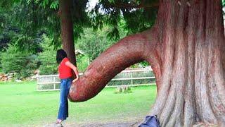 20 Most Unusual Trees in The World