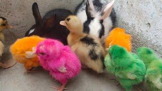 Small Adoarble Babys | Cute Duck Rabbit And Chicks | Razi Ali Vlogs