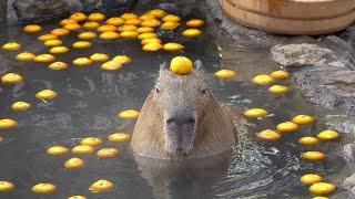 Top 5 capybaras