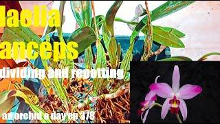 AN ORCHID A DAY EPISODE 378  LAELIA ANCEPS dividing and repotting #orchidspecies