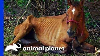 Emaciated Horse Rescued In Time To Save Her Life | Animal Cops Houston