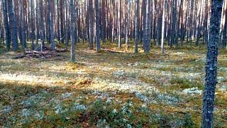 Коп,осень,красота!