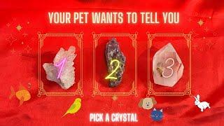 Your Pet/Soul Animal Wants To Tell You This! Hindi| PICK A CARD CRYSTAL  | TIMELESS TAROT READING