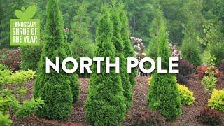 Landscape Shrub of the Year 2025 - North Pole®