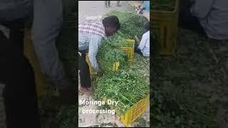 Moringa Contract farming 8722841849 Ready to Dry