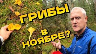 Идём в лес в ноябре. Ищем грибы! Лисички! | Латвия, возле моря