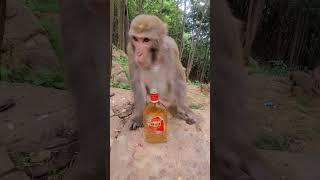 Monkey Don't Drink Alcohol #animal #babymonkey #monkeyaround #youtubeshorts #cow #cute