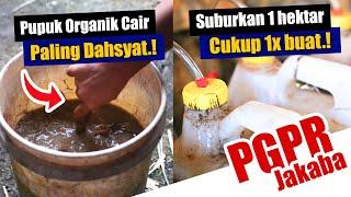 RAHASIA MEMBUAT PUPUK ORGANIK CAIR TERDAHSYAT | SUBURKAN 1 HEKTAR CUKUP 1x BUAT - PGPR JAKABA