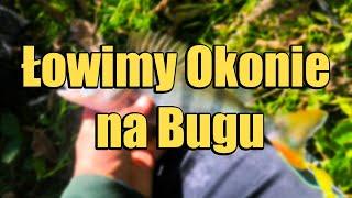 ŁOWIMY OKONIE NA BUGU !!