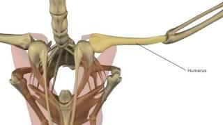 A Portrayal of Biomechanics in Avian Flight