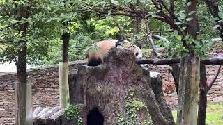 10.6福宝一大早爬上木爬架吃竹笋，笋笋掉了福宝又从假山下来了#panda #fubao #푸바오