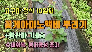 고구마농사 고구마정식10일째 작물이 좋아할 꽃게아미노산액비를 뿌려주었습니다