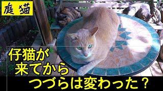 【庭猫】仔猫が来てからつづらは変わった？